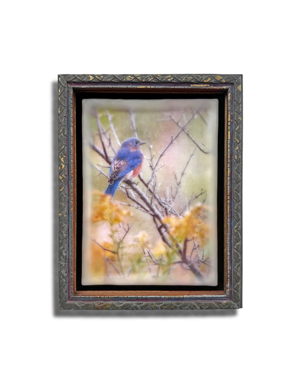 Autumn Bluebird