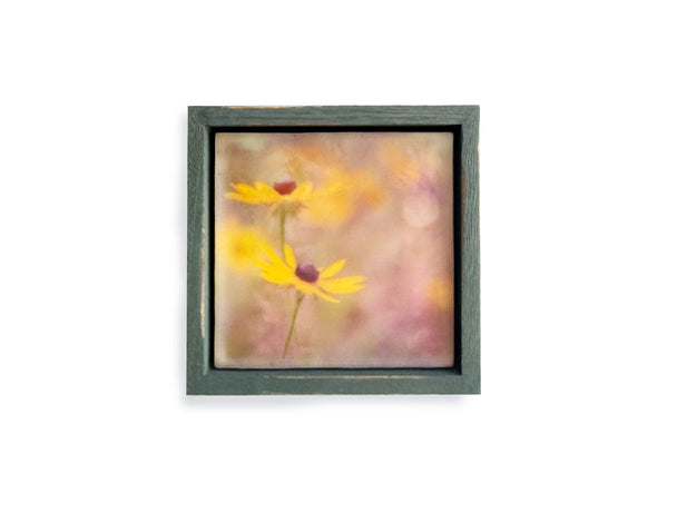 Black Eyed Susans