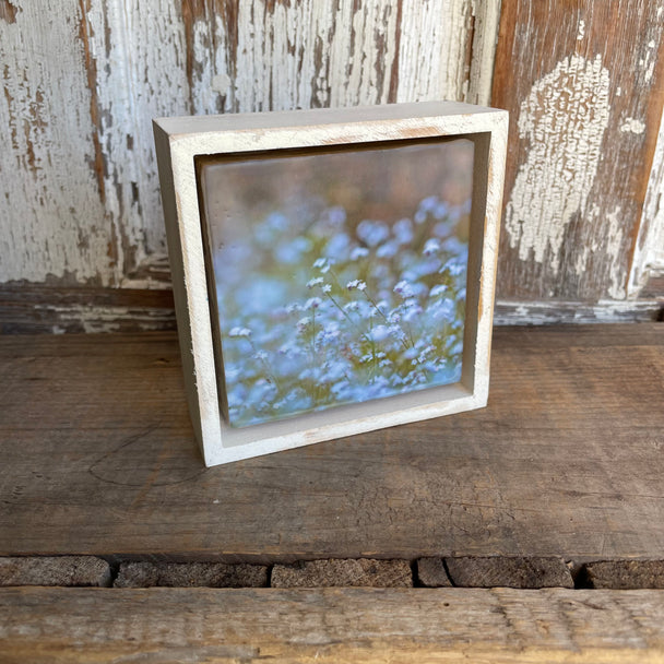 Forget-me-not Charcol