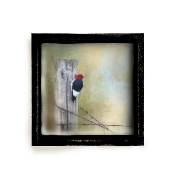 Red Headed Woodpecker