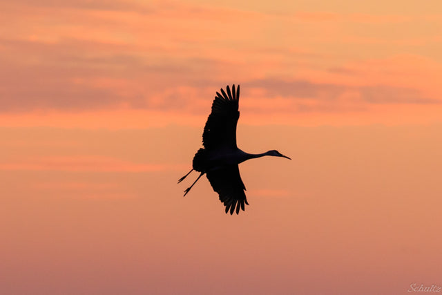 Horicon Marsh Cranes #3 (Online Only)