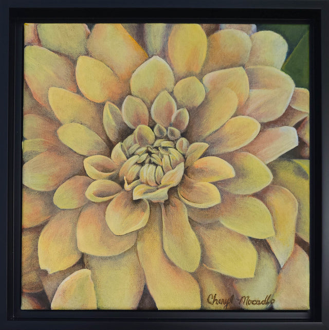 Dahlia: Sunburst