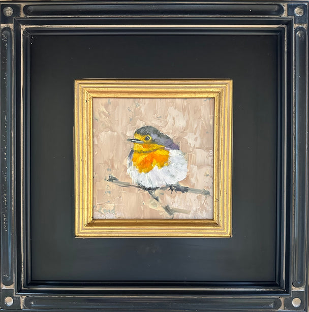 Timid: European Robin