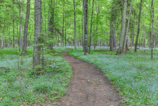 Forget Me Not Path