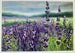 Lavender Dream Greeting Card