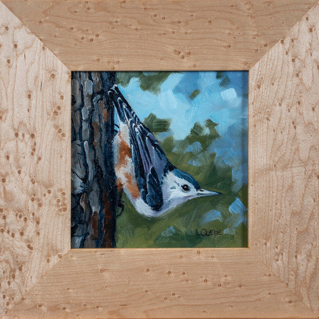 Nuthatch