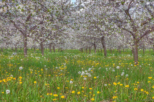 Orchard Blooms (Online Only)