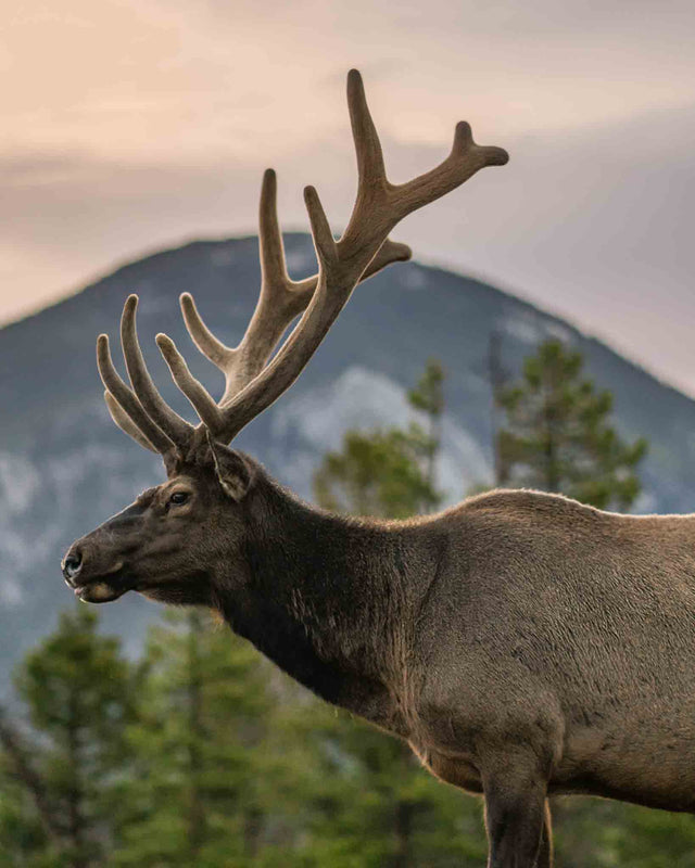 Rocky Moutain Elk