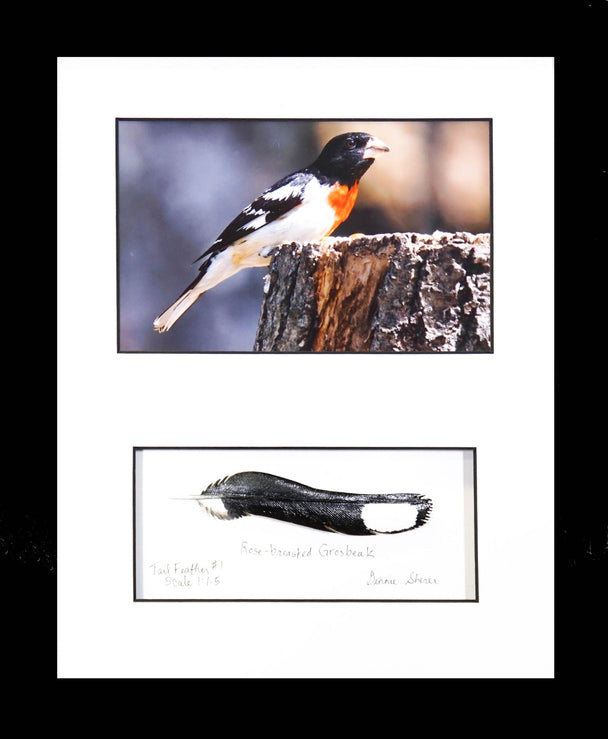 Rose-breasted Grosbeak With Carved Tail Feather