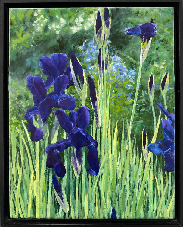 Siberian Iris