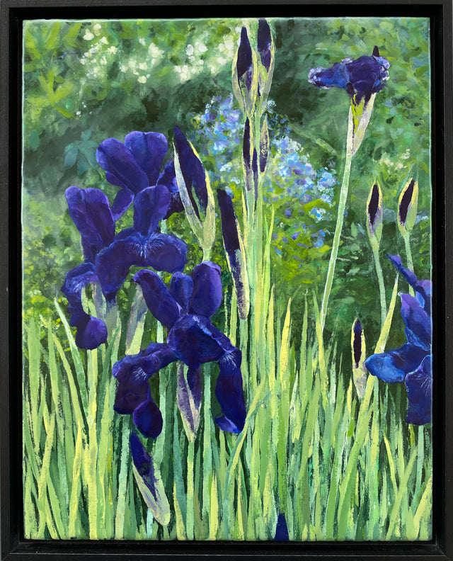 Siberian Iris