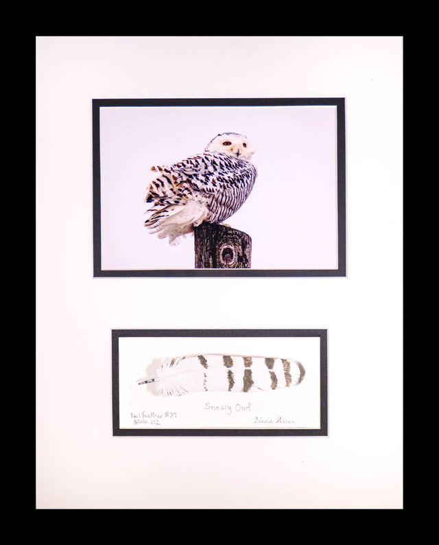 Snowy Freedom: Snowy Owl With Carved Tail Feather