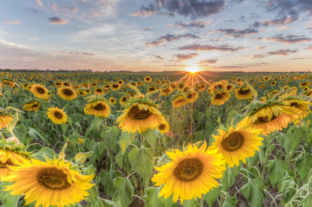 Sunflower Sunset