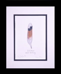 Killdeer Tail Feather