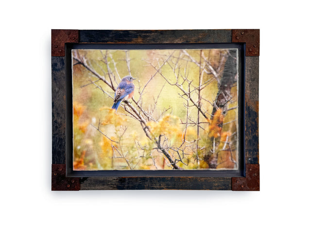 Autumn Bluebird