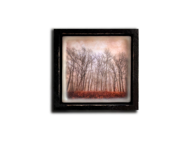 Arboreal Embrace