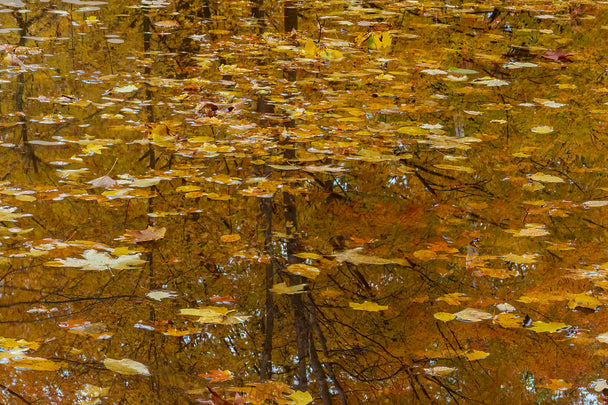 Fall Puddle Reflection