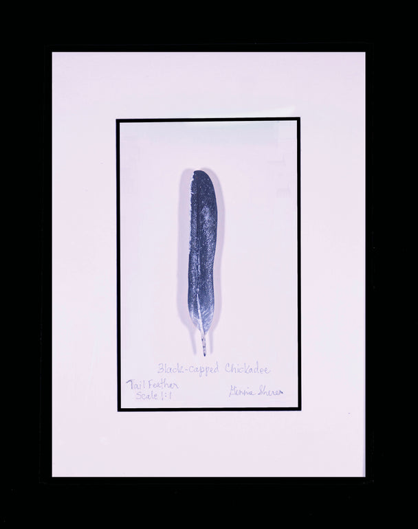 Black-Capped Chickadee Tail Feather Carving