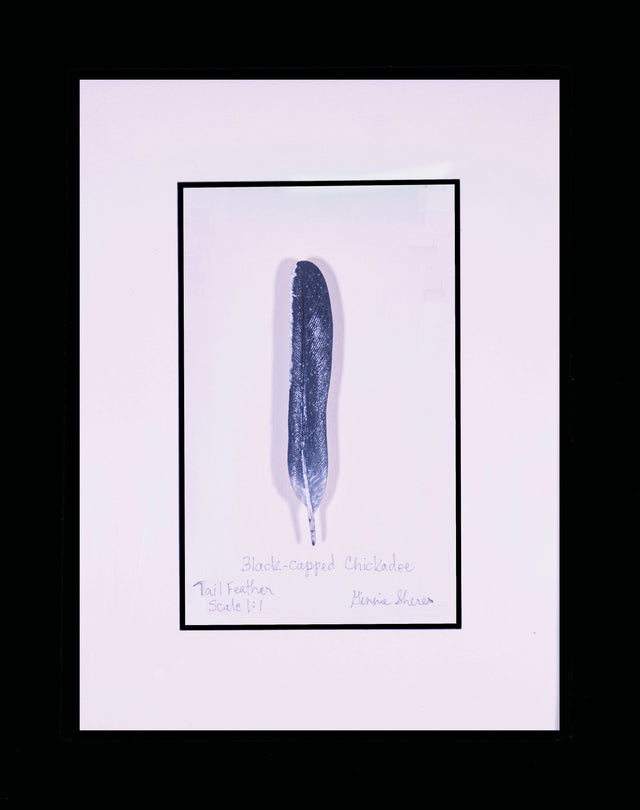 Black-Capped Chickadee Tail Feather Carving