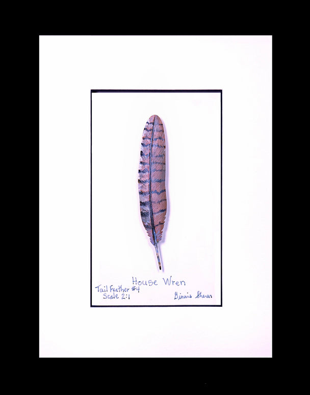House Wren Tail Feather Carving