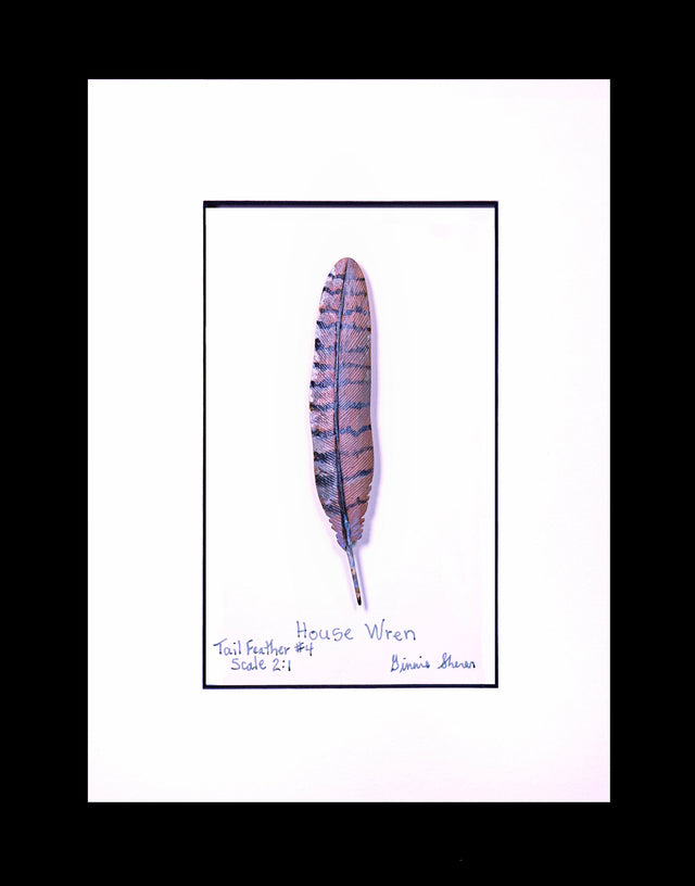 House Wren Tail Feather Carving