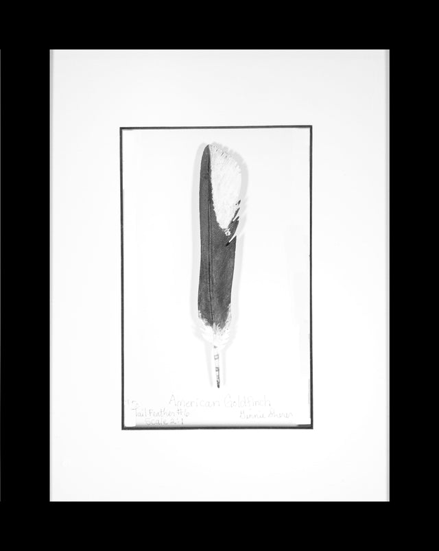 American Gold Finch Tail Feather Carving