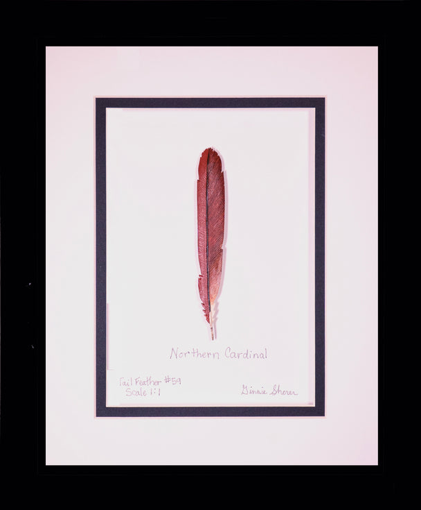 Northern Cardinal
