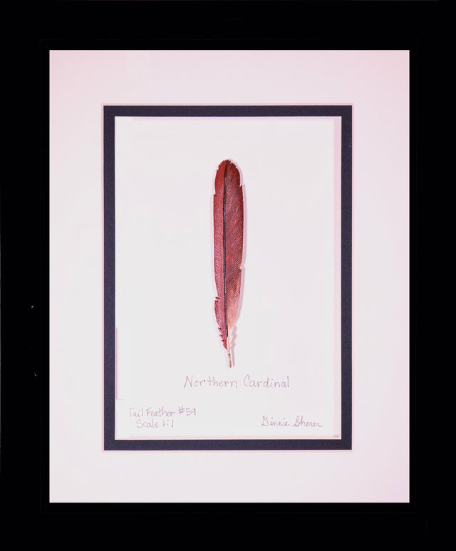 Northern Cardinal