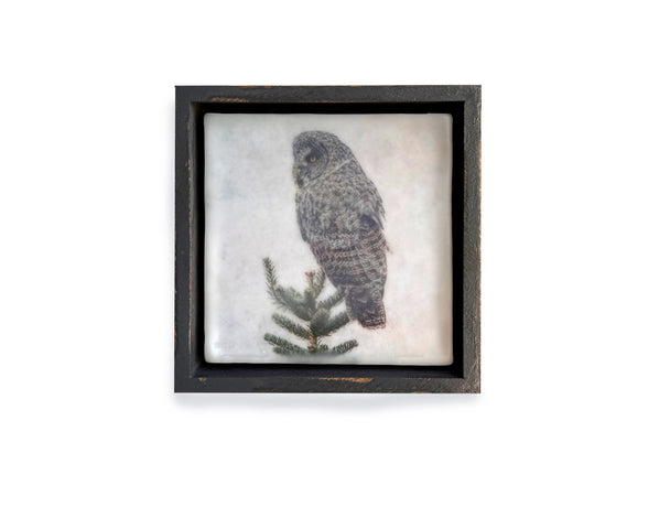 Great Grey Owl
