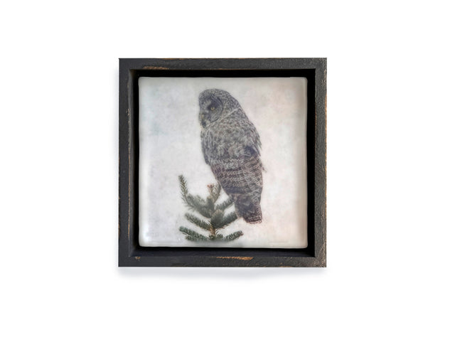 Great Grey Owl