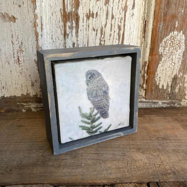 Great Grey Owl Grey