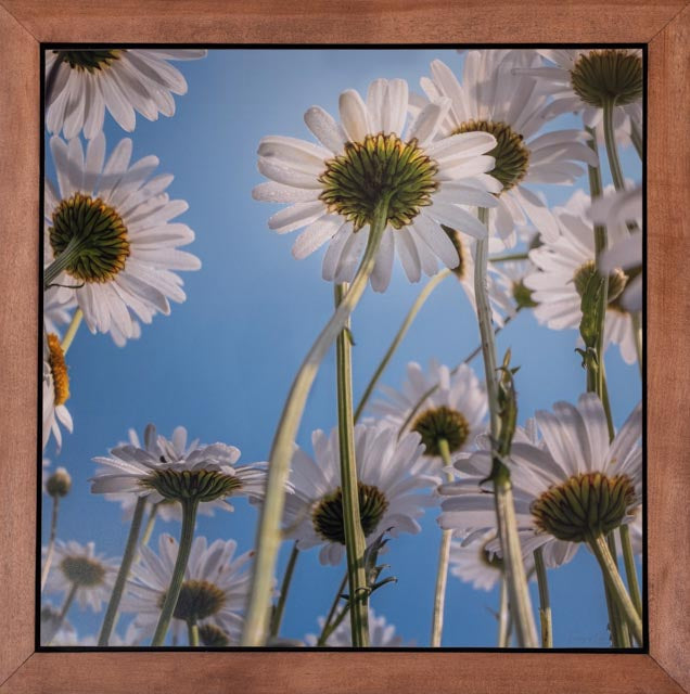 Upsy-Daisy