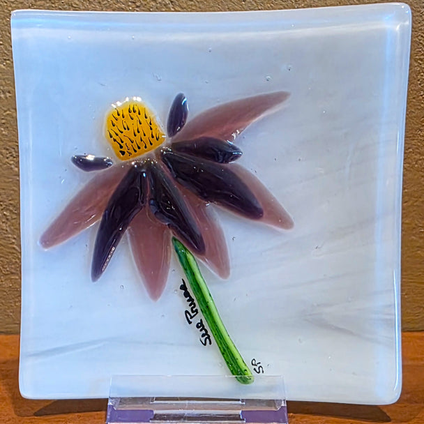 Coneflower