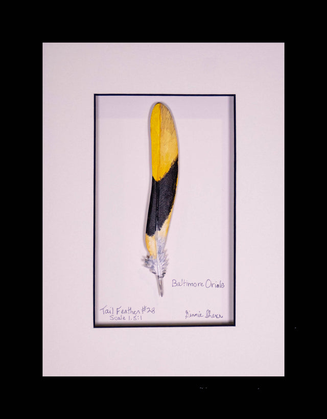 Baltimore Oriole Tail Feather Carving