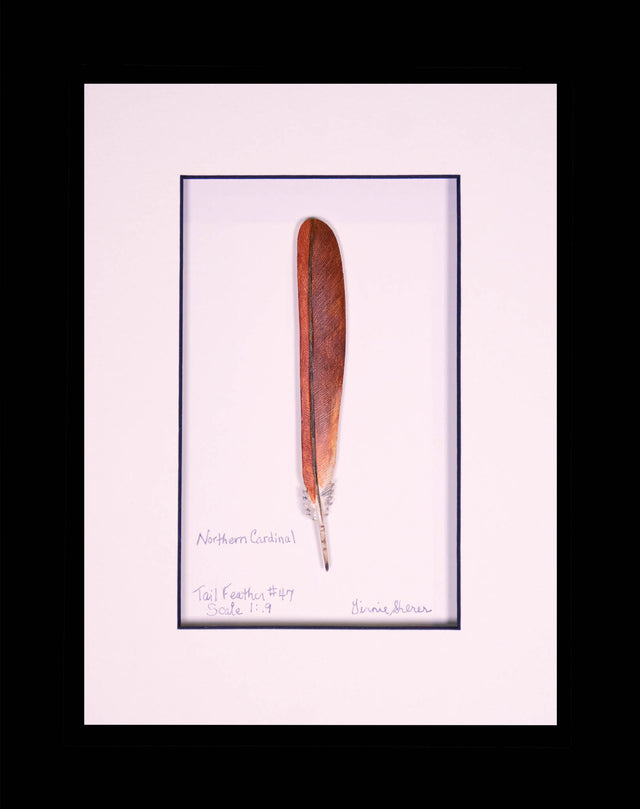 Cardinal Tail Feather Wood Carving