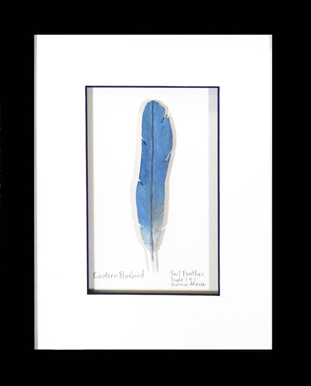Eastern Bluebird Tail Feather Wood Carving