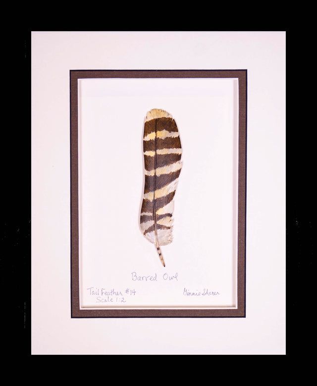 Barred Owl Tail Feather Wood Carving