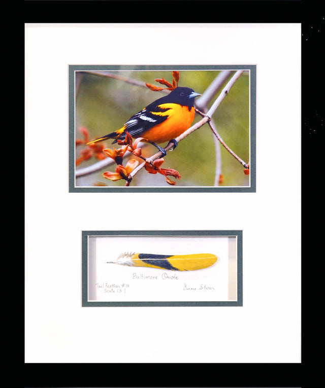 Orange Pop: Baltimore Oriole With Carved Tail Feather