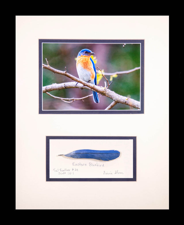 Singing the Blues: Eastern Bluebird With Carved Tail Feather